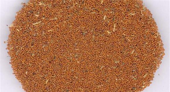 葶苈子用法、用量与禁忌