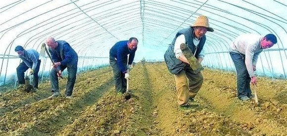 辣椒的播前准备