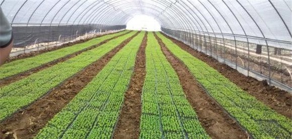 秋延后大棚辣椒栽培技术要点