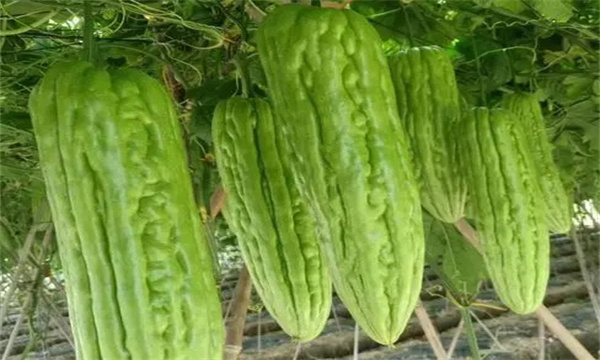 绿人苦瓜的栽培要点