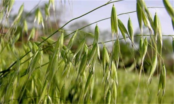 燕麦怎么种植