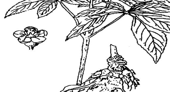 三七的种植方法
