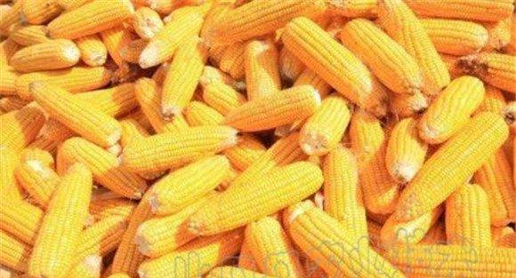玉米千粒重怎么计算