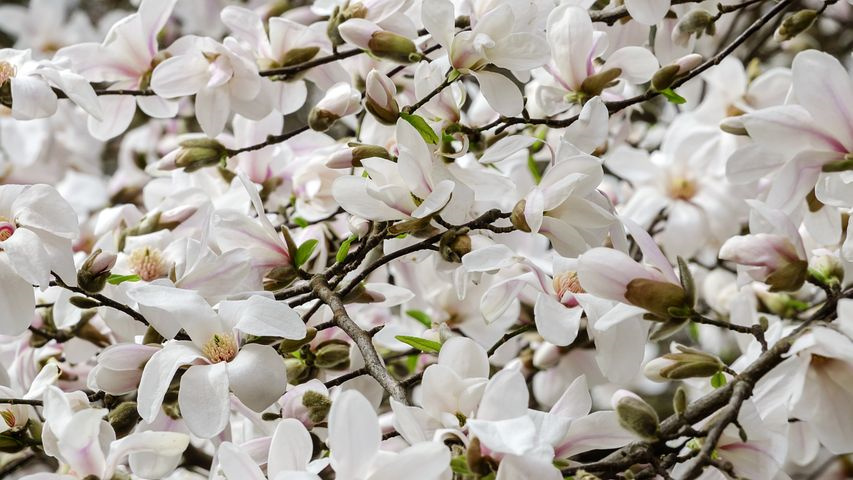 月季花的习性特征与病虫害防治