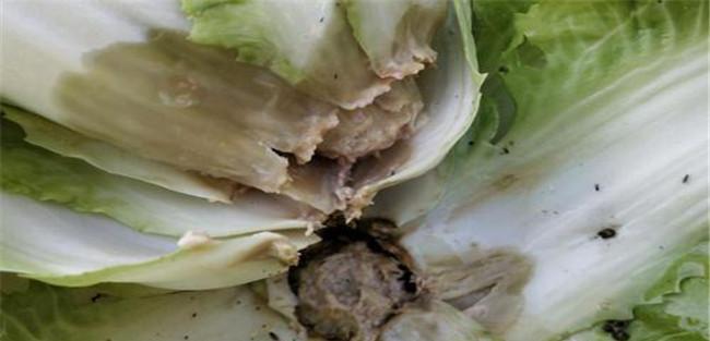 大白菜为什么会烂根