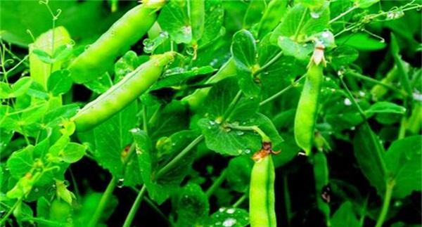 豌豆的高产种植要点