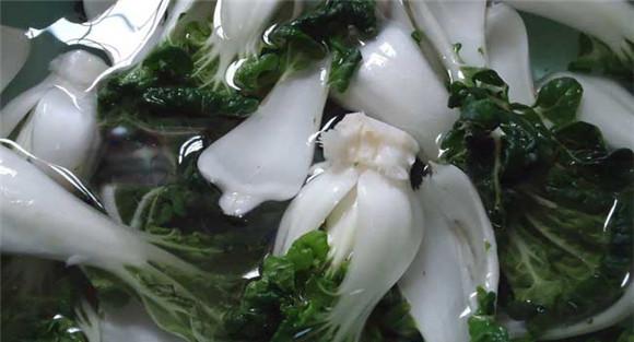 奶白菜种植