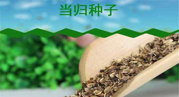 当归种植技术要点