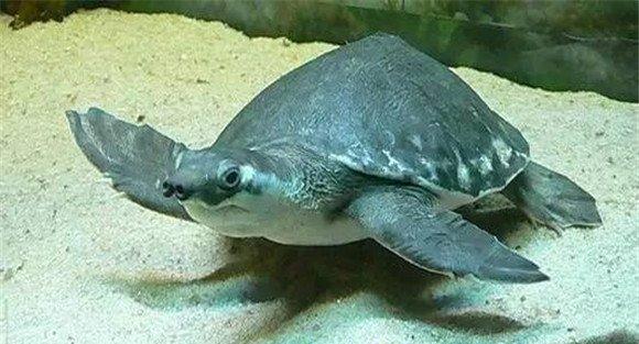 猪鼻龟的饲养方法与技术