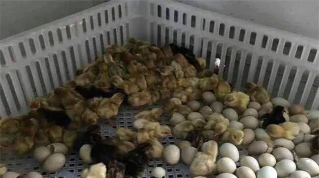 芦丁鸡如何孵化