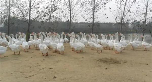 小鹅几个月能长成大鹅