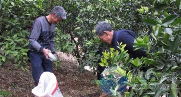脐橙的施肥方法