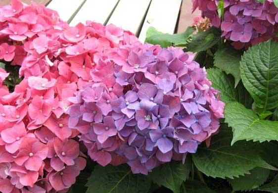花卉怎么养