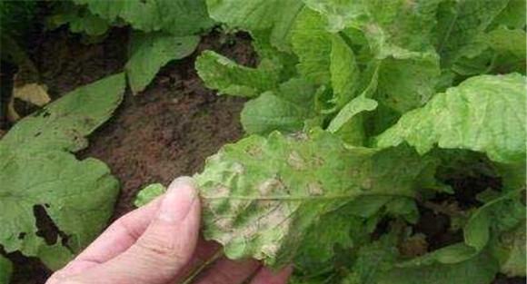 大白菜霜霉病