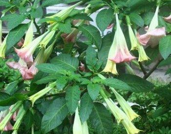 花卉的作用