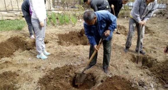 挖定植穴、施足底肥