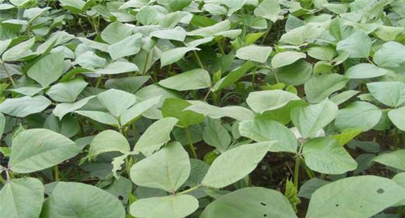 绿豆种植时间与方法