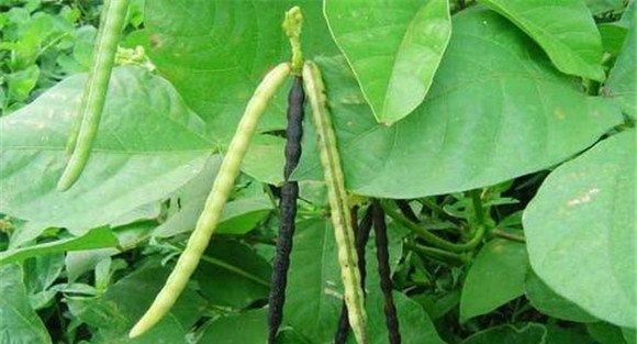绿豆栽培技术要点