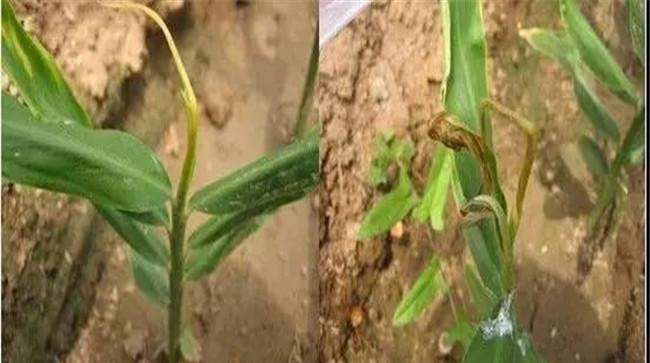 磷素缺乏的症状