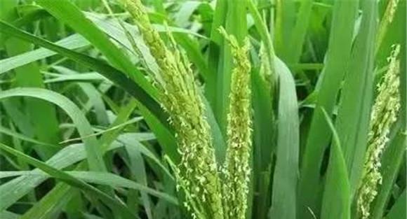 水稻扬花期的管理技术要点