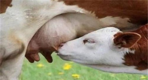 羊乳房炎是怎么引起的