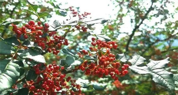 油椒