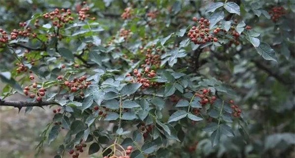 豆椒