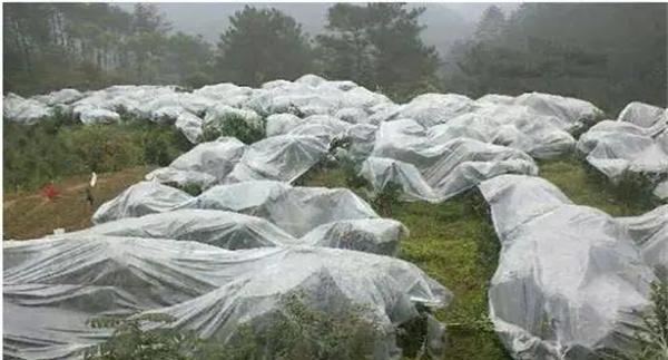 苹果树如何预防寒潮灾害