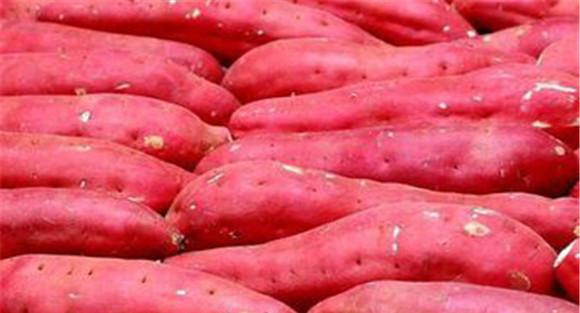 红薯的营养价值