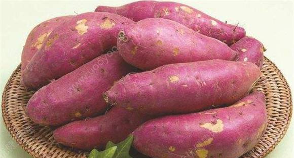 有关红薯的医疗配方