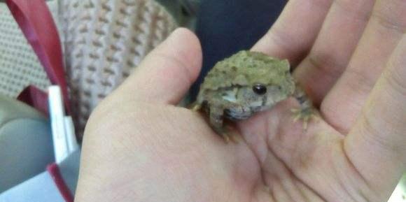 蟾蜍捕捉方法