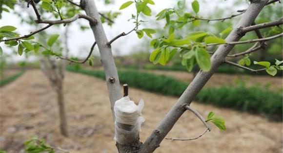 柿树什么时候嫁接