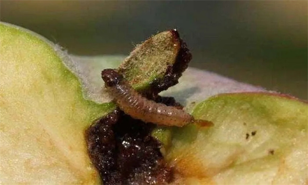 苹果蠹蛾的发生规律与防治方法