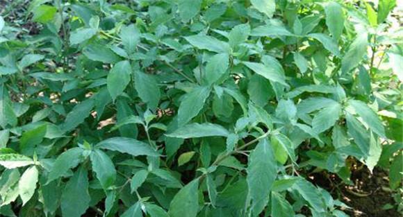 怀牛膝种植栽培技术