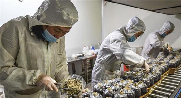 实施草菇的二次接种