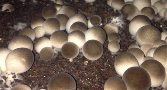 草菇栽培与管理的几点技巧