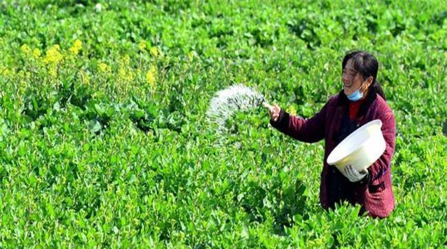 油菜为什么要多施磷肥