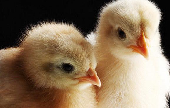 雏鸡的饲养管理