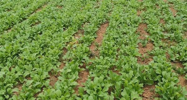 油菜密播育苗、分批移栽好不好