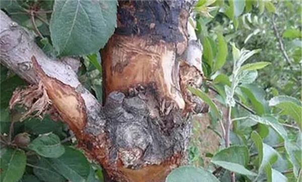 苹果树腐烂病如何防治