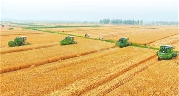 小麦收割的标准