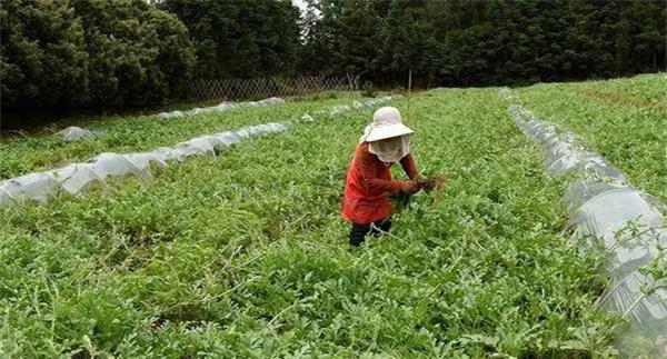 西瓜植株整理基本方法