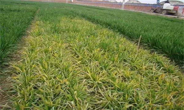 小麦黄化原因及防治方法