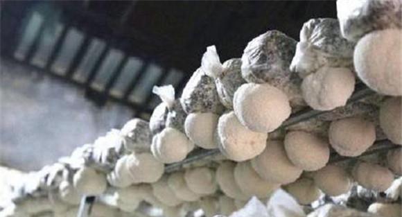 猴头菇湿度控制技术