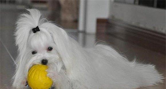 马耳他犬选购标准