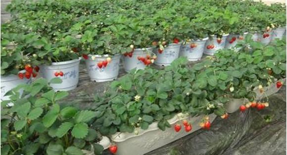 草莓设施栽培技术的要点