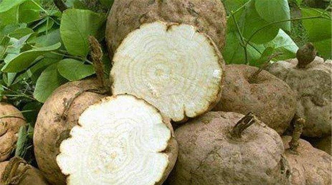 葛根的药用价值、食用价值及其他综合利用价值