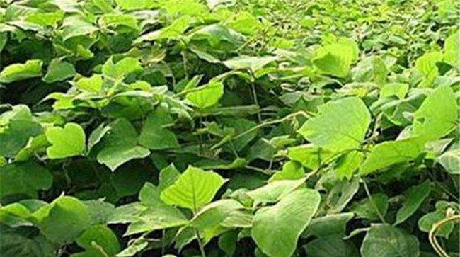 种植葛根的经济效益