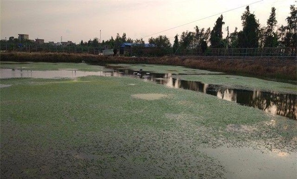 罗氏沼虾+水草生物防控养殖模式