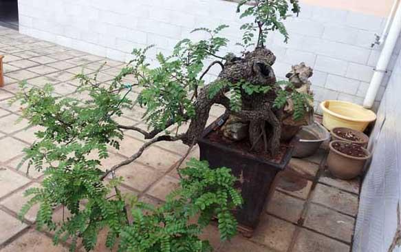 花卉的养殖方法